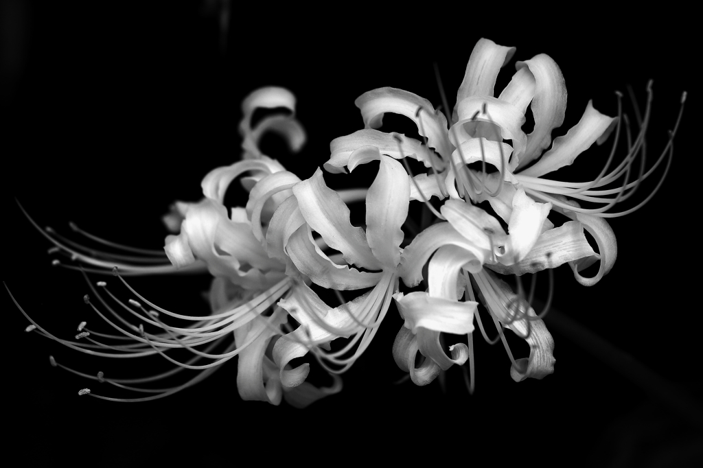 白き花