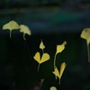 はらり