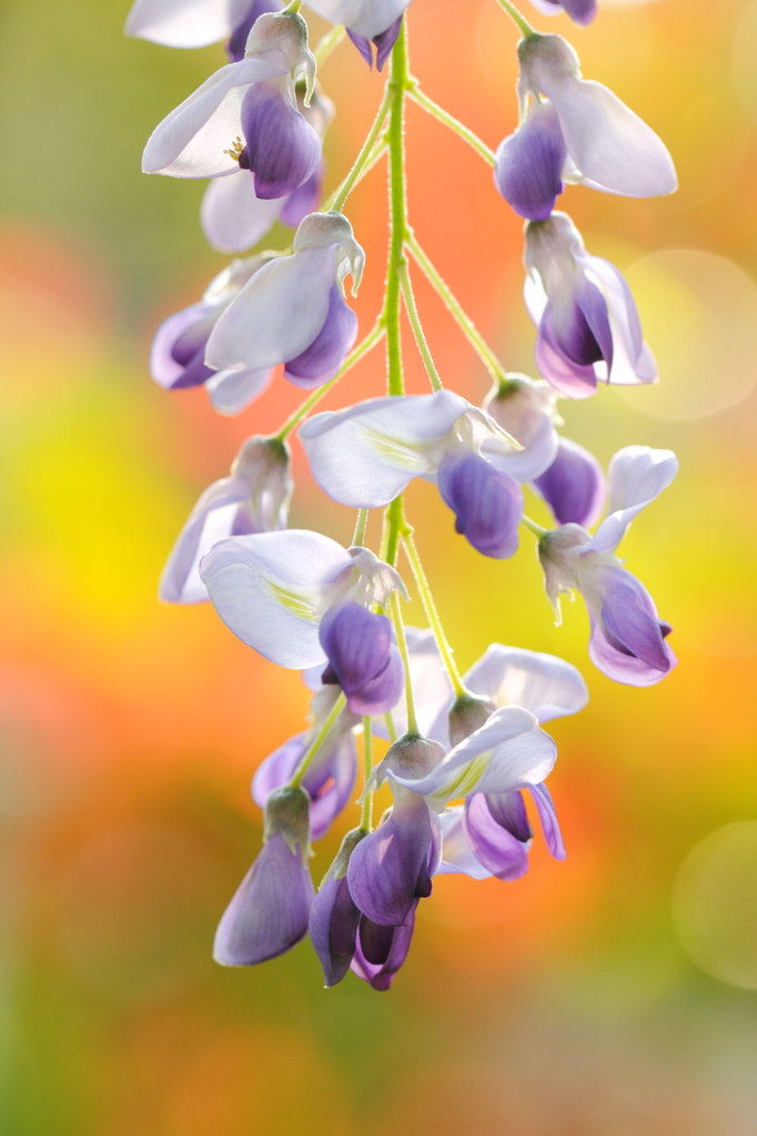 藤花