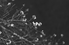 立冬の桜