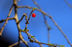 紅一点