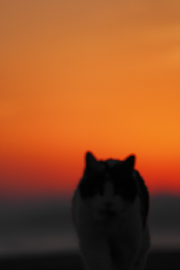 夕焼にゃん