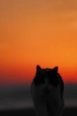 夕焼にゃん