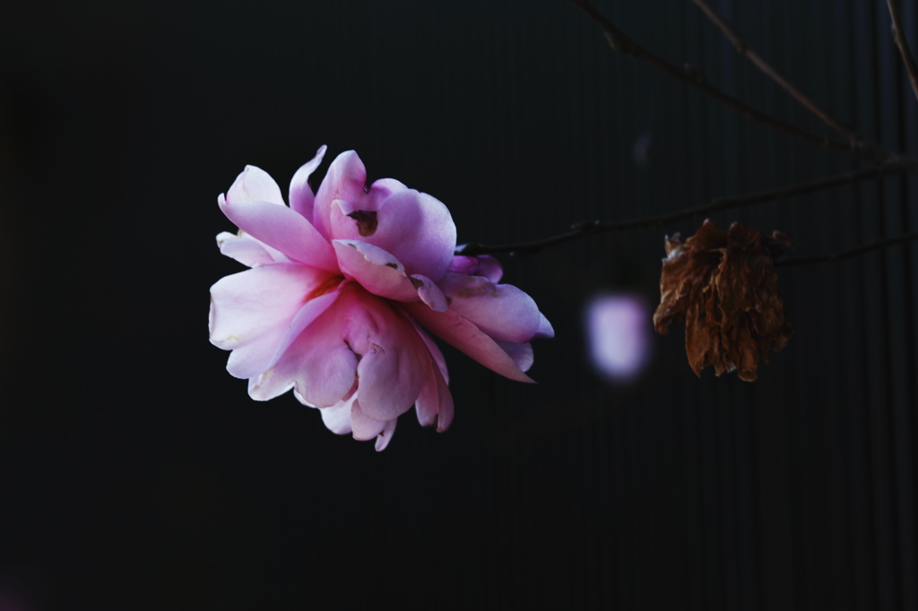 山茶花の咲くころ