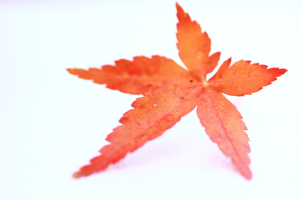 small‐秋