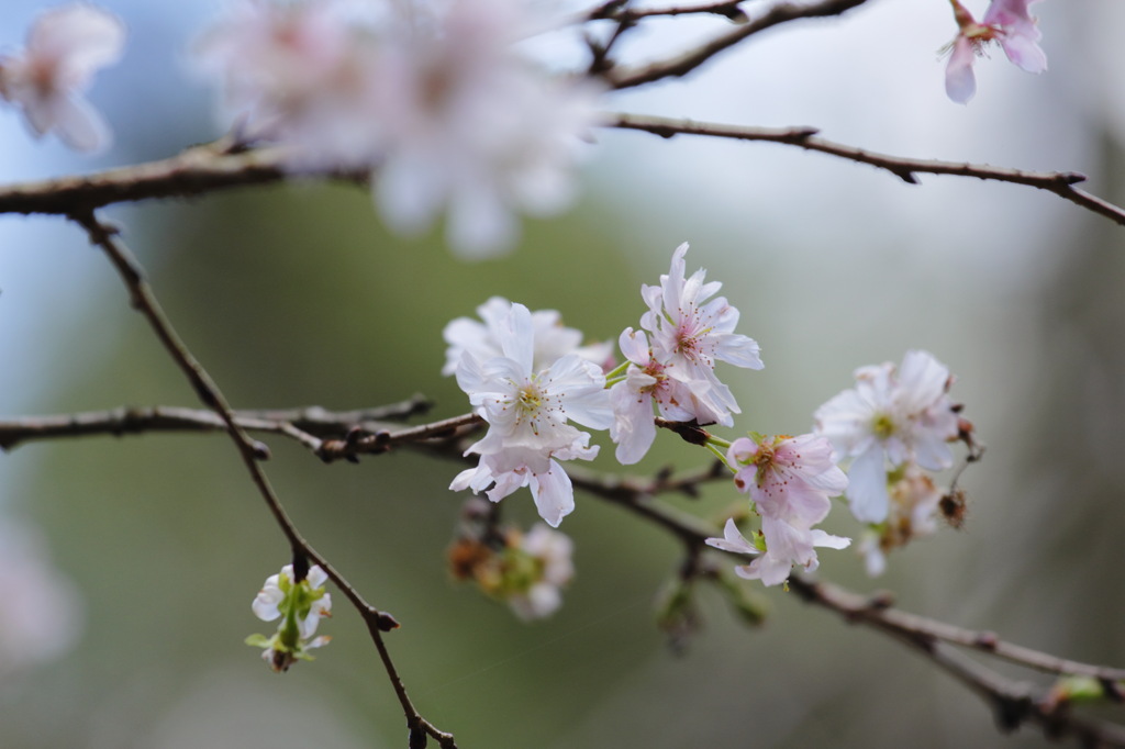 - 十月桜 -