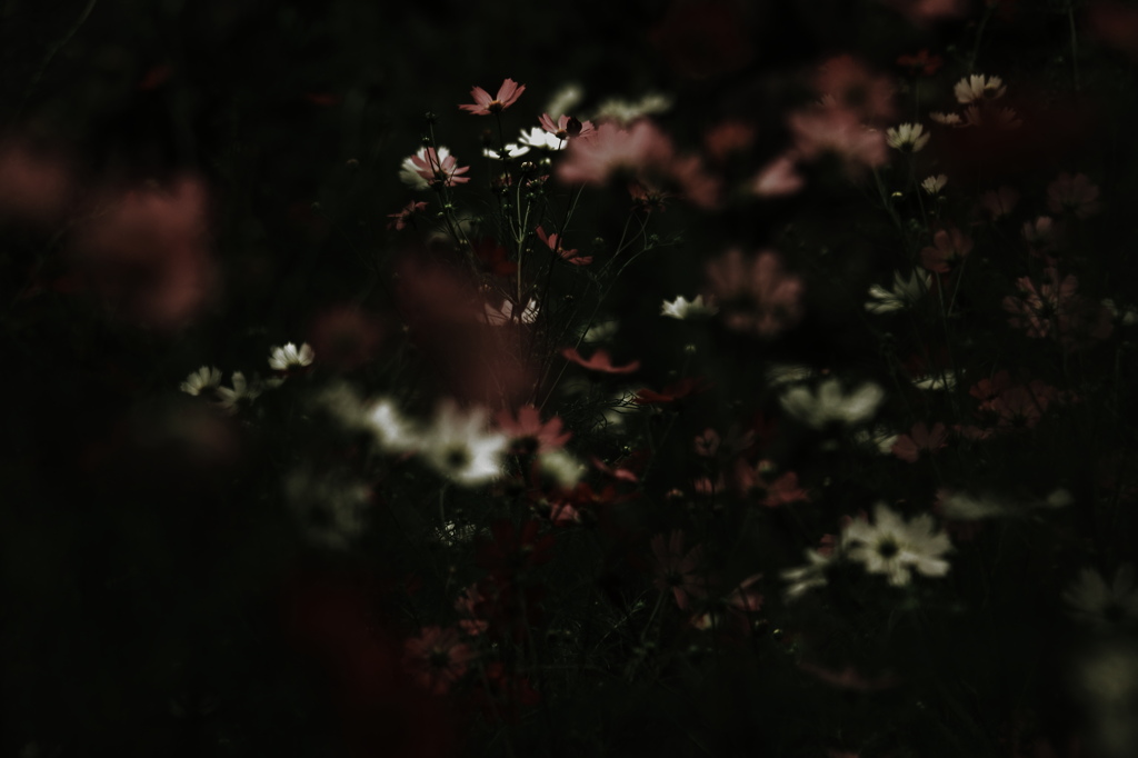 - 白昼夢 -