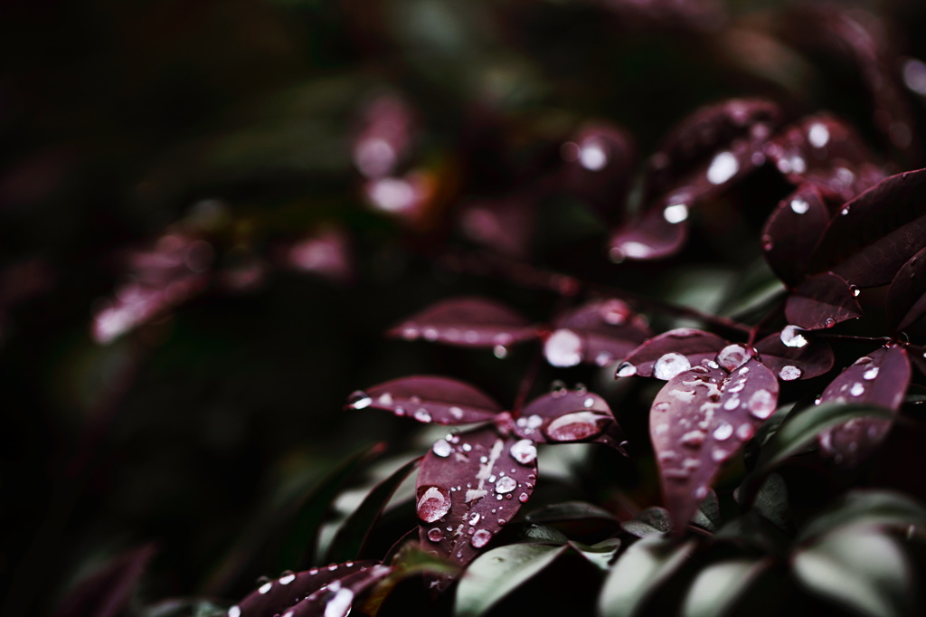 冷たい雨あがり