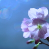 さ・く・ら