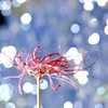 heliosな秋