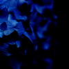 - madonna blue -