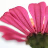 - Zinnia 幸福 -