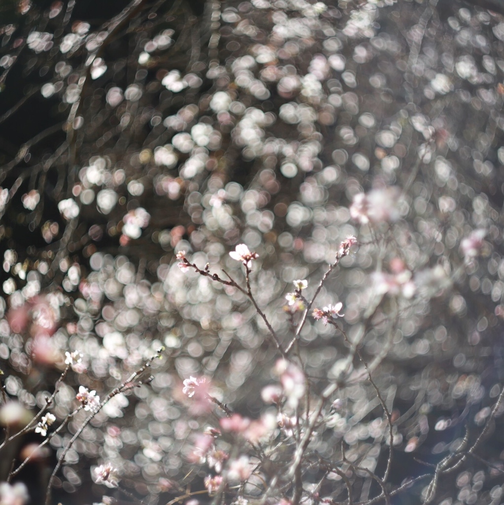 霜月の桜