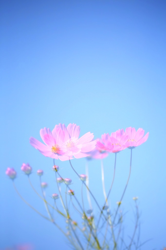 分身の術^ ^
