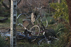幸せの種