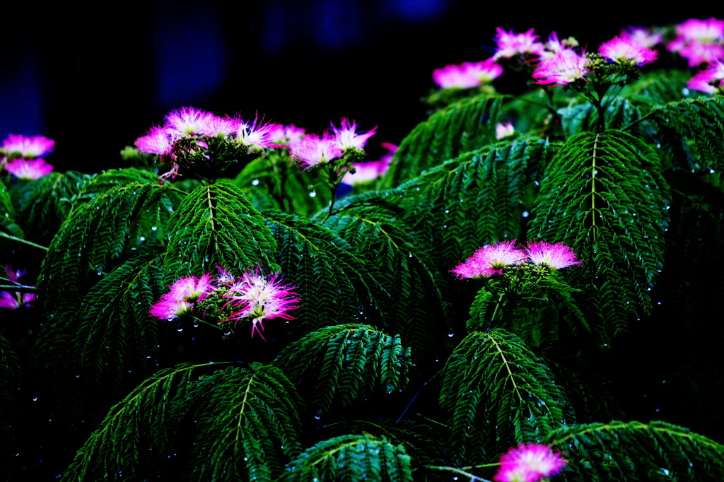 - rainy day -