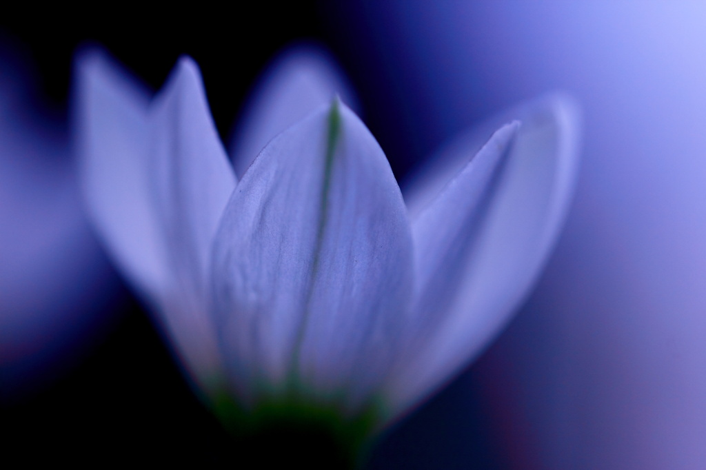 Zephyranthes 