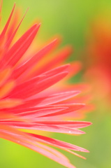 -gerbera-