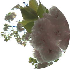やえざくら