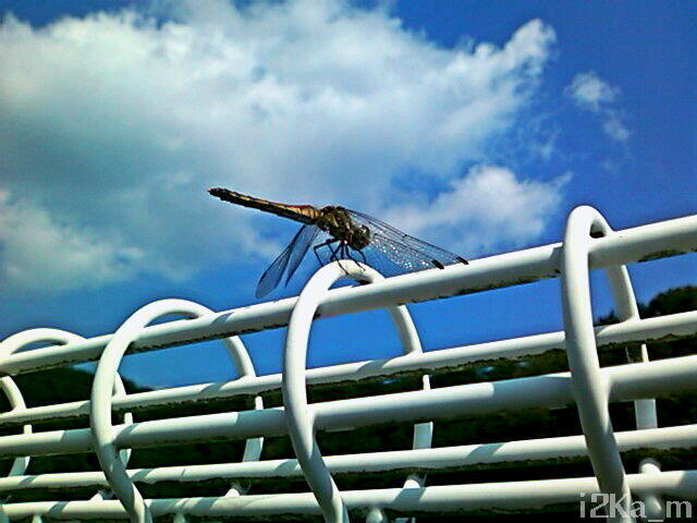 dragonfly
