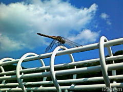 dragonfly
