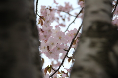 隙間桜