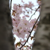 隙間桜