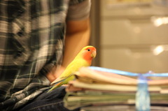 キョロです