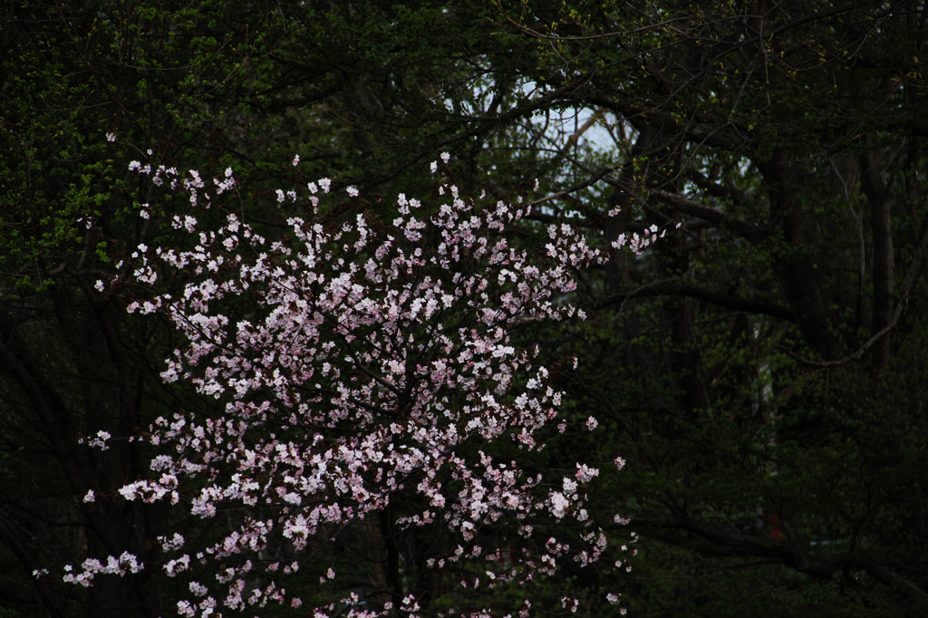 暗桜