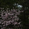 暗桜