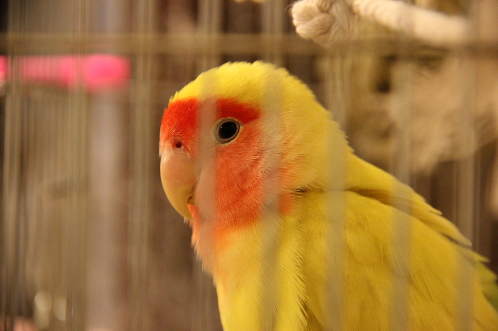 鼻水