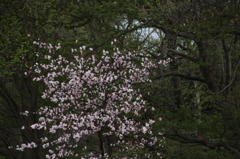 点桜