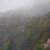 雨桜 Ⅰ