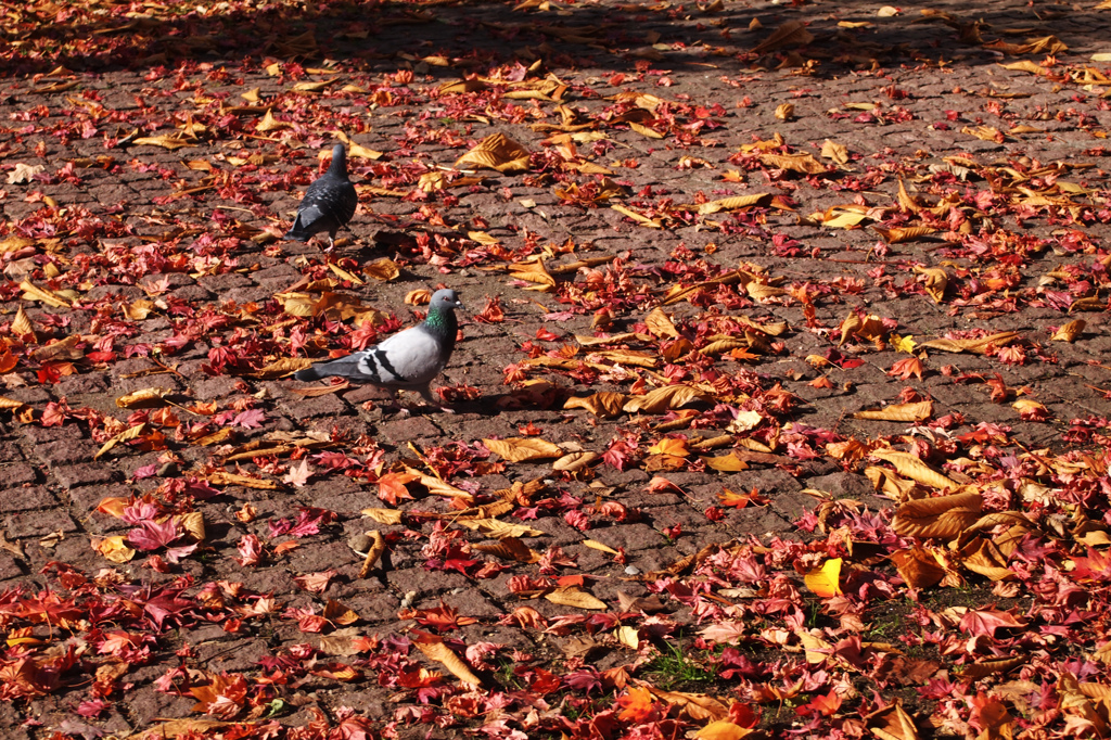 紅の絨毯