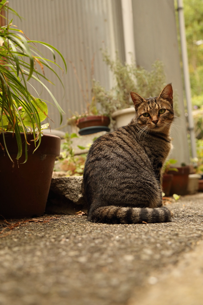 路地裏で猫に出会った。