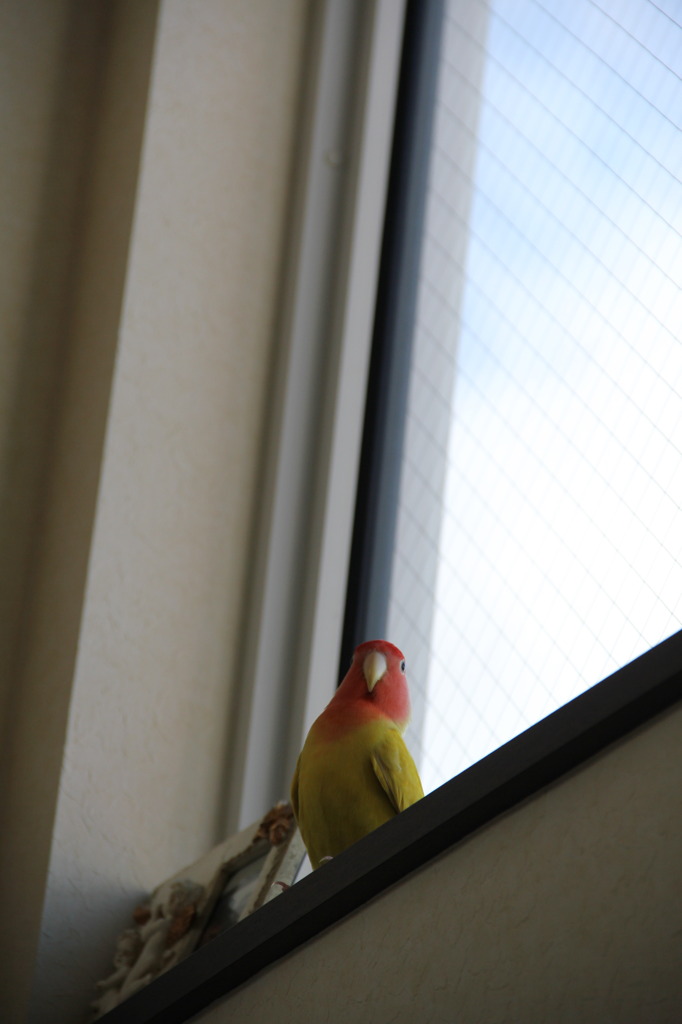 Hei! I'm KYORO!