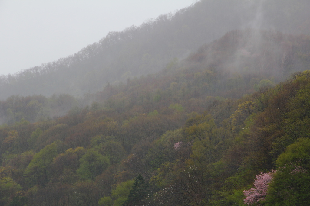 雨桜 Ⅱ