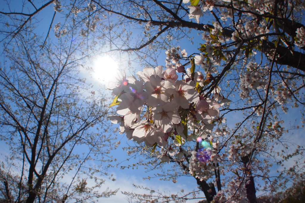 まだ咲いてた。