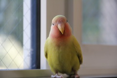 キョロ