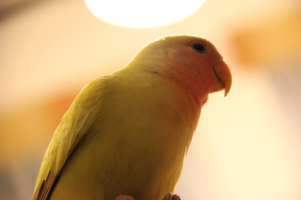 天使