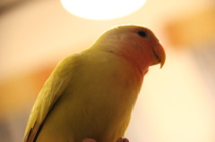 天使