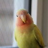 キョロ2