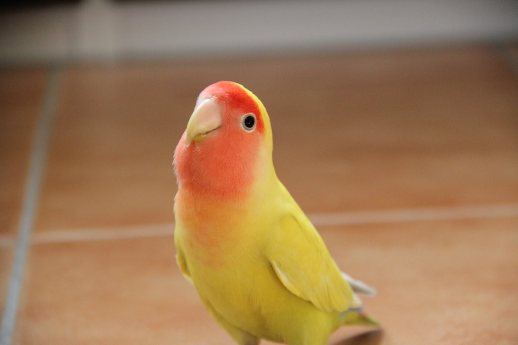 上を向いて