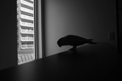 Silhouette