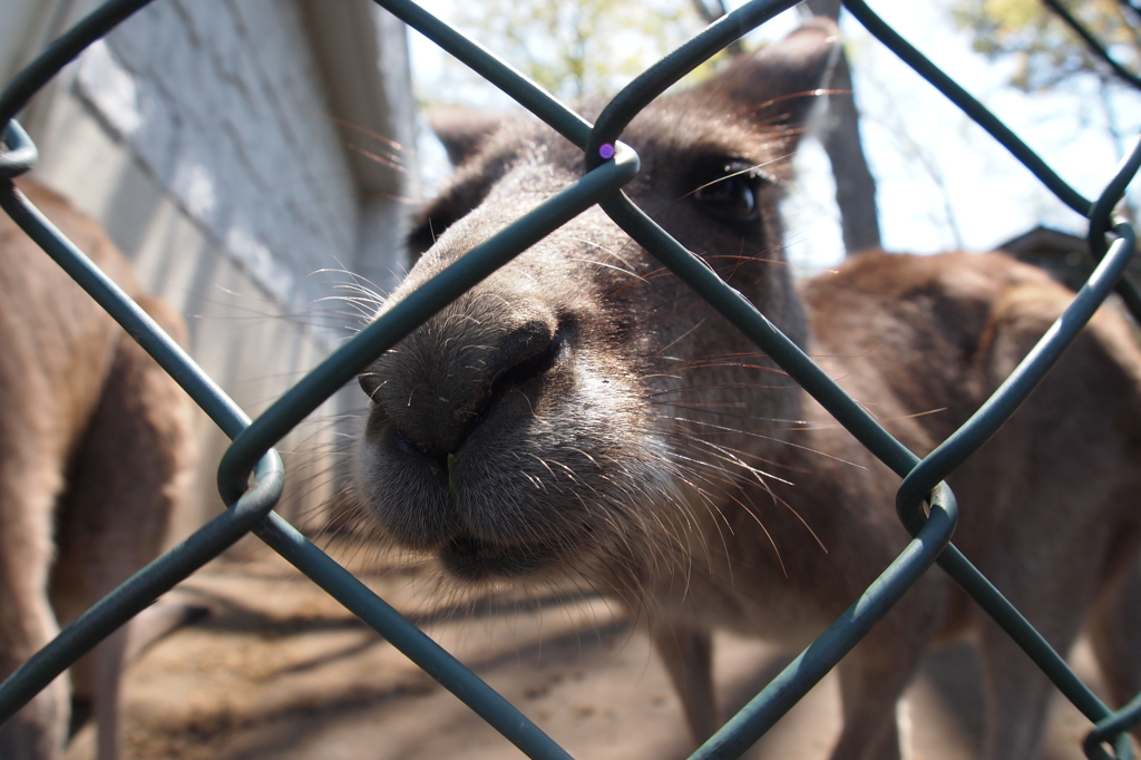 カンガルーで考えた。