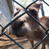 カンガルーで考えた。