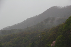 雨桜 Ⅲ