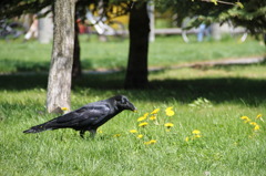 カラスも意外とかわいんだよ？パート２