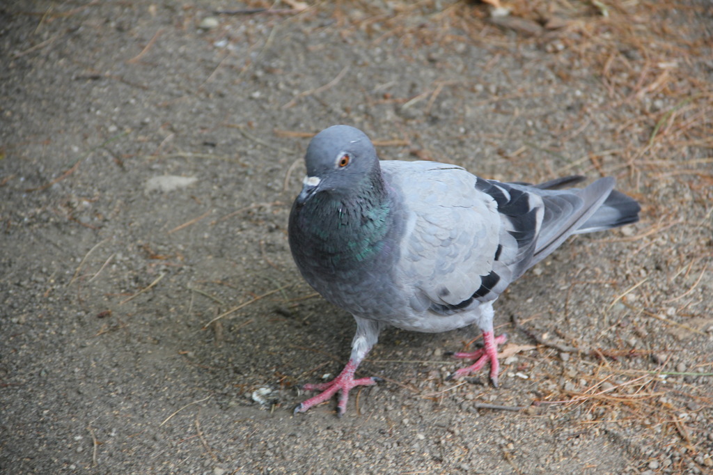 鳩さん