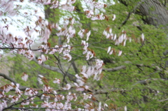 舞桜